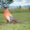 Wildcrete 3D Target - Pheasant -Merlin Archery Shop 851961a