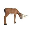 Delta Mckenzie 3D Pro Series - Medium Grazing Deer -Merlin Archery Shop DEL042
