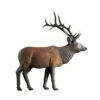 Rinehart 3D Target - Standing Elk -Merlin Archery Shop RIN072